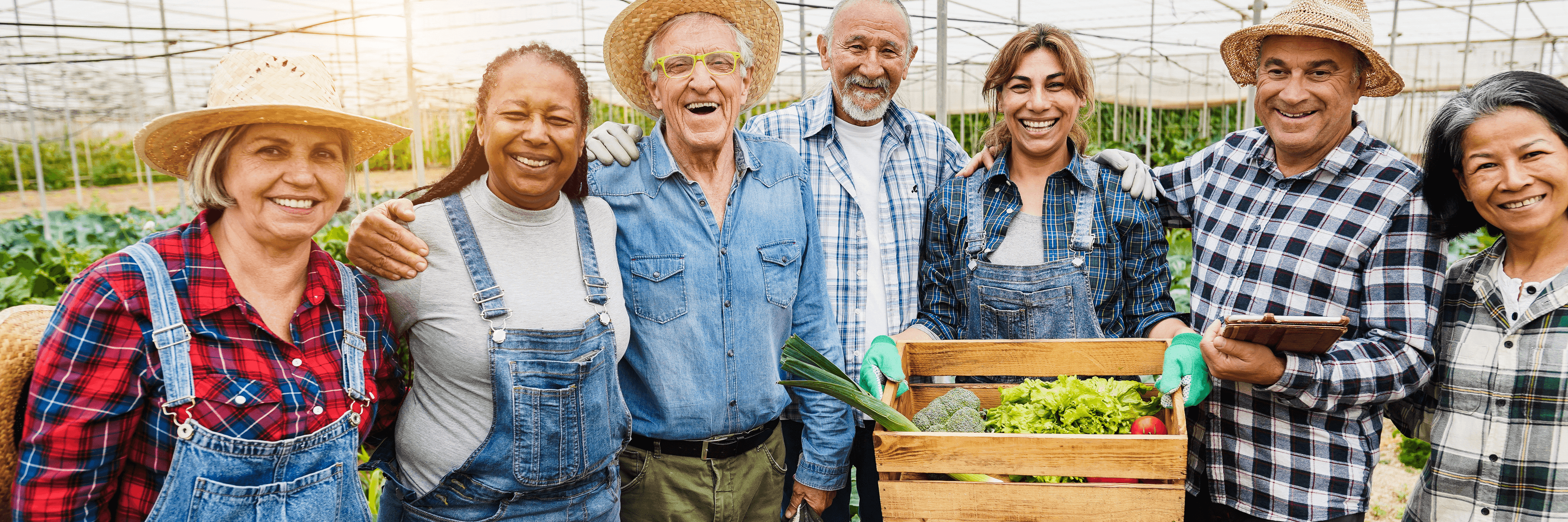 group harvesting greenhouse crops